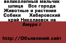 великолепный мальчик шпица - Все города Животные и растения » Собаки   . Хабаровский край,Николаевск-на-Амуре г.
